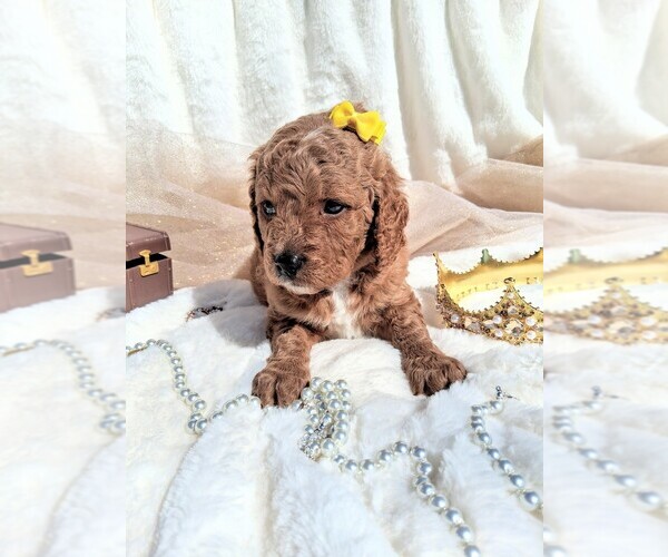 Medium Photo #18 Goldendoodle (Miniature) Puppy For Sale in GASTONIA, NC, USA