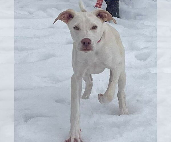 Medium Photo #5 Labrador Retriever-Unknown Mix Puppy For Sale in Canton, CT, USA