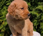 Small #7 Golden Retriever