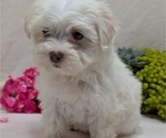 Small #15 Havanese