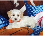 Small Photo #4 Maltese Puppy For Sale in ATGLEN, PA, USA