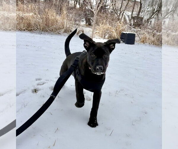 Medium Photo #8 Labrador Retriever-Unknown Mix Puppy For Sale in St. Louis Park, MN, USA