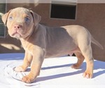 Small #9 American Bully