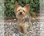 Wise Lil Mr Whisper ~ Yummy Yorkie - Male Mutt Dog for Adoption - Small photo