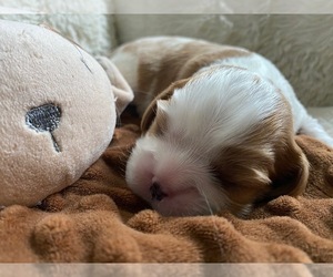 Cavalier King Charles Spaniel Puppy for sale in MIAMI, FL, USA