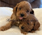 Small #15 Cockapoo