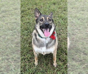 German Shepherd Dog Dogs for adoption in Forestville, MD, USA