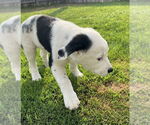 Small #2 Australian Shepherd-Great Pyrenees Mix