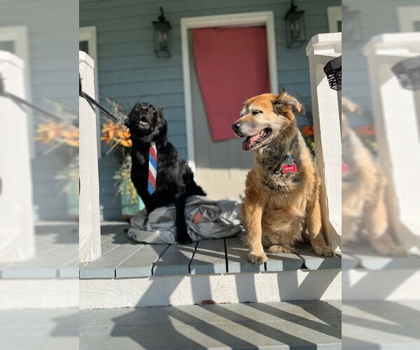 Medium Photo #3 German Shepherd Dog-Unknown Mix Puppy For Sale in La Grange , NC, USA