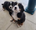 Small Photo #5 Bernese Mountain Dog Puppy For Sale in WATERFORD, MI, USA