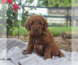 Labradoodle-Poodle (Miniature) Mix Puppy for sale in GORDONVILLE, PA, USA