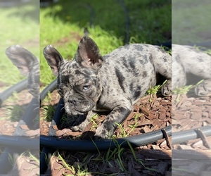 French Bulldog Puppy for sale in LAKEWOOD, CA, USA
