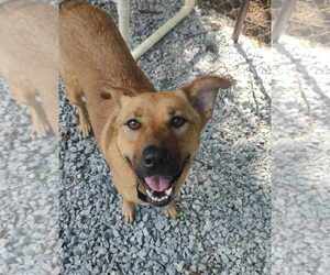 Chow Chow-German Shepherd Dog Mix Dogs for adoption in Franklin, North Carolina, NC, USA