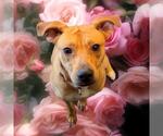 Small #2 Labrador Retriever Mix