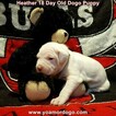 Small Photo #60 Dogo Argentino Puppy For Sale in JANE, MO, USA