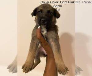 German Shepherd Dog Puppy for Sale in PINE BLUFF, Arkansas USA