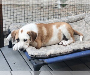Great Pyrenees Dogs for adoption in Paso Robles, CA, USA