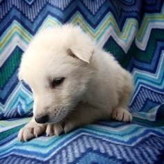 Wolf Hybrid Puppy for sale in CRIPPLE CREEK, CO, USA