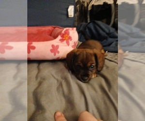 Beagle-Chiweenie Mix Puppy for sale in SOUTH MILWAUKEE, WI, USA