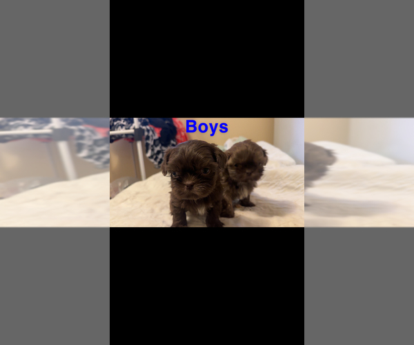 Medium Photo #4 Shih Tzu Puppy For Sale in MENDENHALL, MS, USA