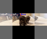 Small Photo #4 Shih Tzu Puppy For Sale in MENDENHALL, MS, USA