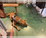 Small #10 Black Mouth Cur Mix