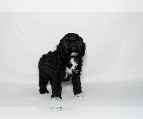 Medium Photo #6 Cockapoo Puppy For Sale in NAPPANEE, IN, USA