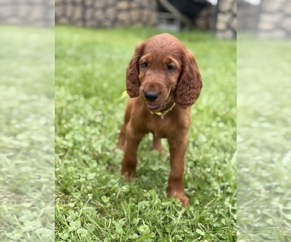 Medium Photo #7 Irish Setter Puppy For Sale in ONEONTA, NY, USA