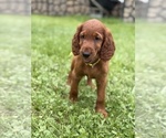 Small #6 Irish Setter