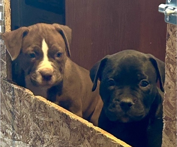 Medium Photo #5 American Bully Puppy For Sale in IRMO, SC, USA