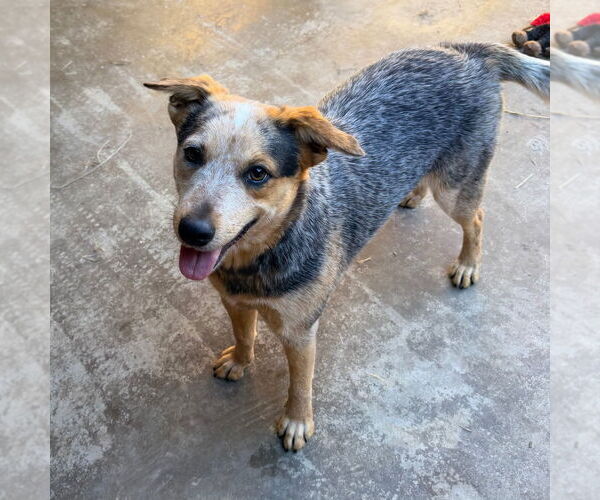 Medium Photo #2 Mutt Puppy For Sale in Canton, CT, USA