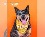 Small Texas Heeler