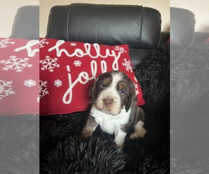 English Springer Spaniel Puppy for sale in JEWETT CITY, CT, USA
