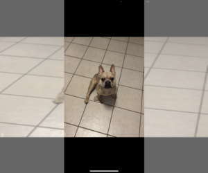 French Bulldog Puppy for sale in INDIANAPOLIS, IN, USA
