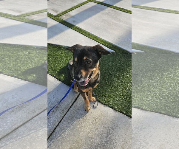 Medium Photo #4 German Shepherd Dog-Unknown Mix Puppy For Sale in Miami, FL, USA