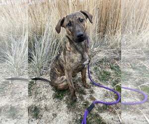 Mutt Dogs for adoption in Sandy, UT, USA