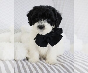 Poodle (Miniature)-Sheepadoodle Mix Puppy for sale in SHIPSHEWANA, IN, USA
