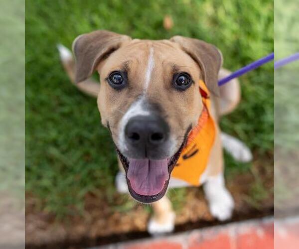 Medium Photo #4 Mutt Puppy For Sale in San Diego, CA, USA