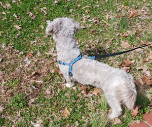 Havanese Puppy for sale in WINSTON SALEM, NC, USA