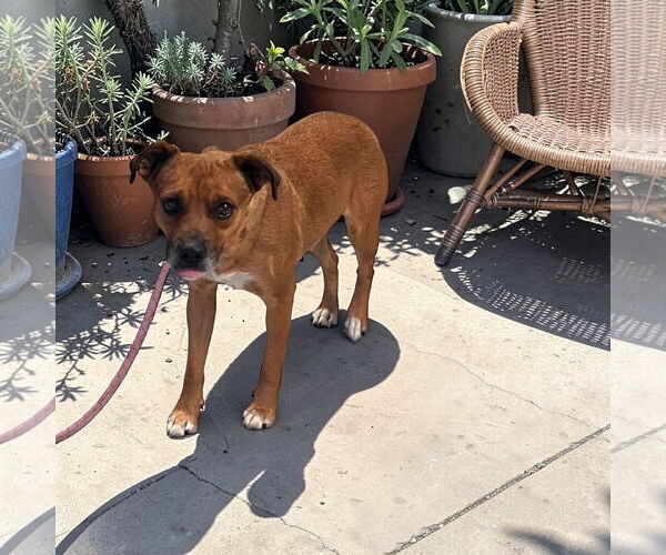 Medium Photo #2 Beagle-Unknown Mix Puppy For Sale in Menifee, CA, USA