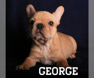French Bulldog Puppy for Sale in LITTLE ELM, Texas USA