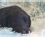 Small Photo #3 Bouvier Des Flandres-Poodle (Standard) Mix Puppy For Sale in LAKELAND, FL, USA