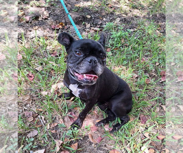 Medium Photo #3 French Bulldog-Unknown Mix Puppy For Sale in Missouri City, TX, USA