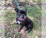 Small #2 French Bulldog Mix