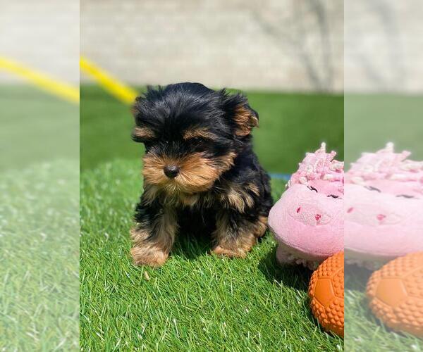 Medium Photo #11 Yorkshire Terrier Puppy For Sale in SIMI VALLEY, CA, USA