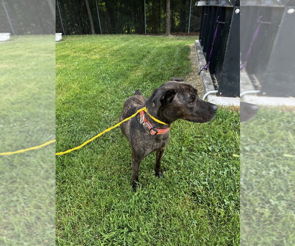 Medium Photo #7 Mutt Puppy For Sale in Glen Allen, VA, USA
