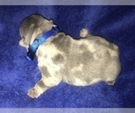 Small Photo #13 French Bulldog Puppy For Sale in PLACERVILLE, CA, USA