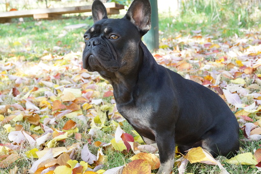 Medium Photo #1 French Bulldog Puppy For Sale in GREENWOOD, CA, USA