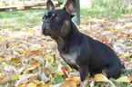 Small Photo #1 French Bulldog Puppy For Sale in GREENWOOD, CA, USA