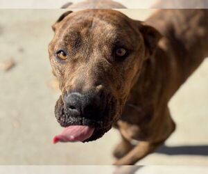 Mutt Dogs for adoption in Tulsa, OK, USA